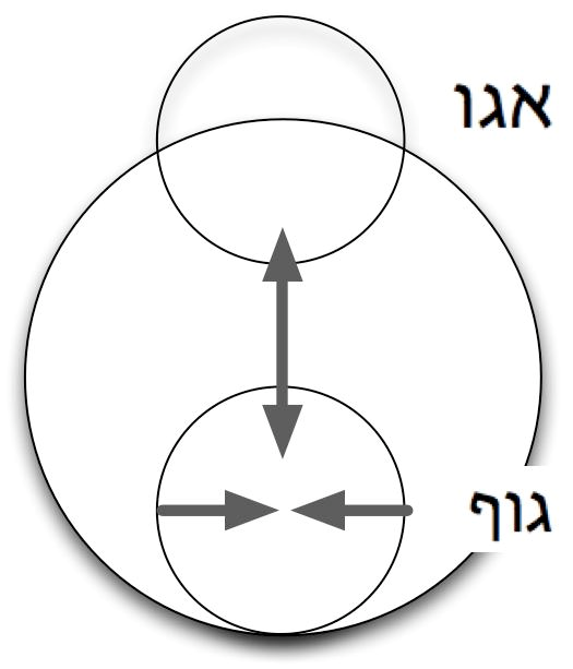 האבולוציה של הפסיכותרפיה הגופנית 2