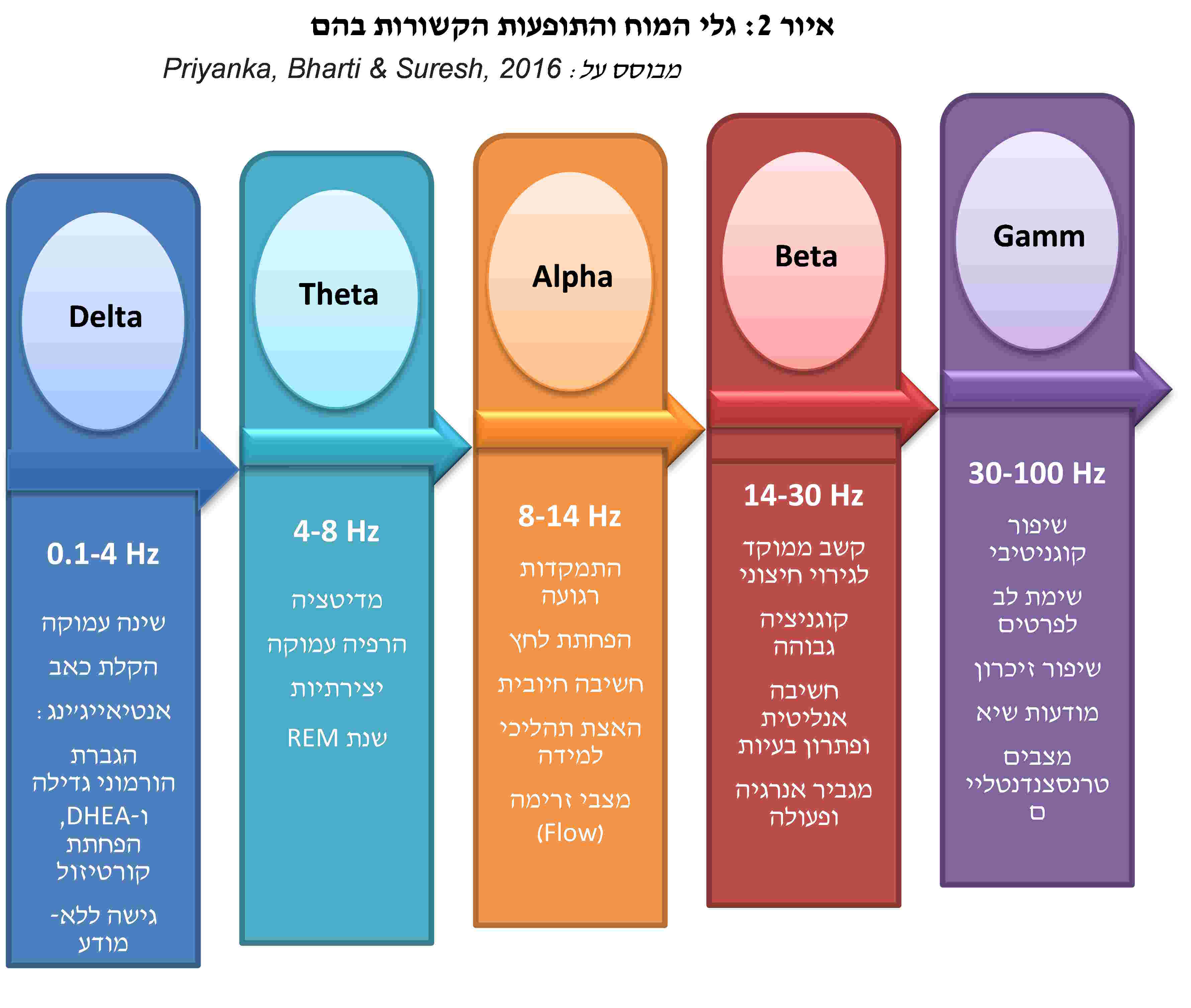 גלי המוח והתופעות הקשורות בהם