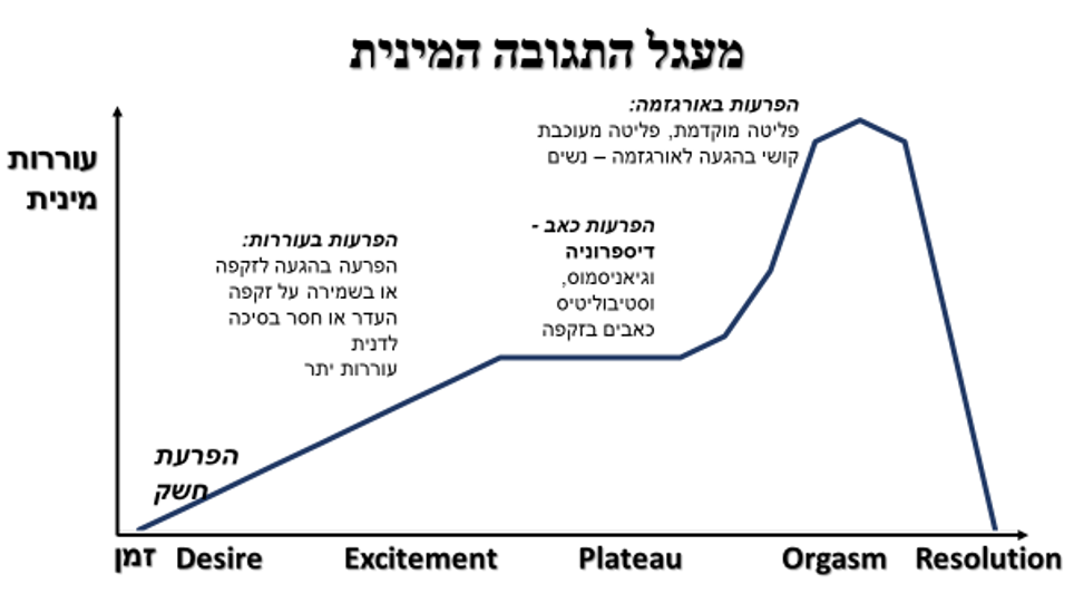 תרשים של מעגל התגובה המינית